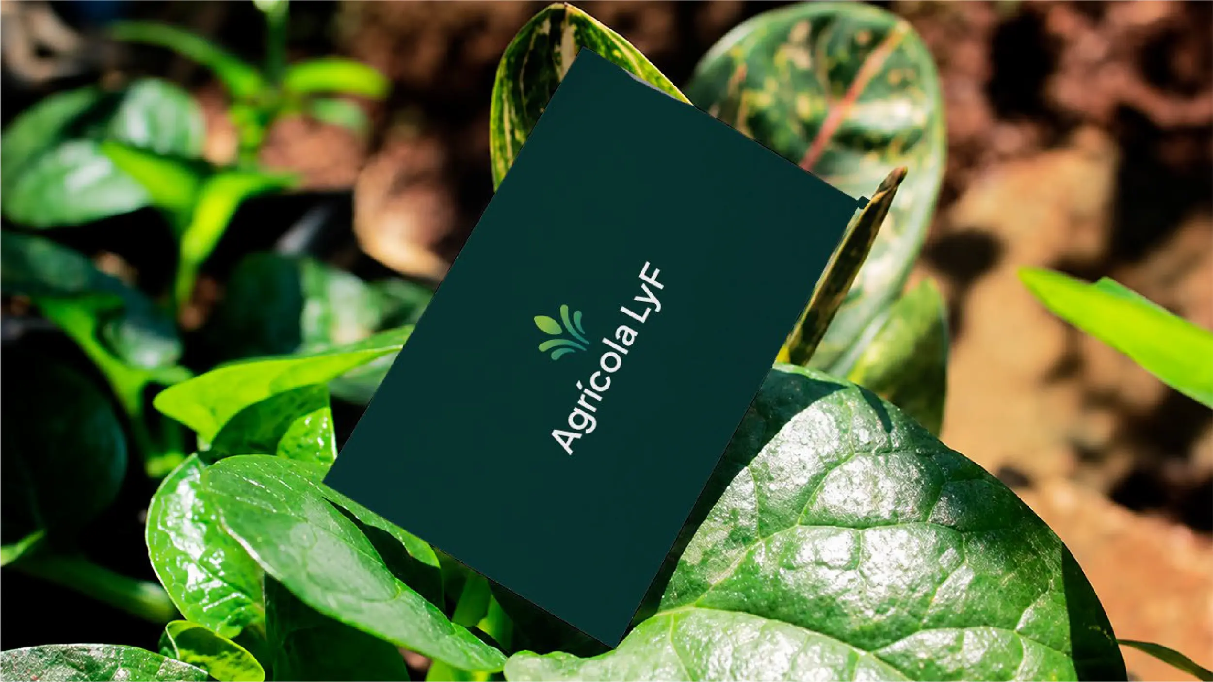 Tarjeta de presentación de Agrícola LYF con identidad visual corporativa